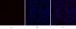 TGFβ1 Polyclonal Antibody